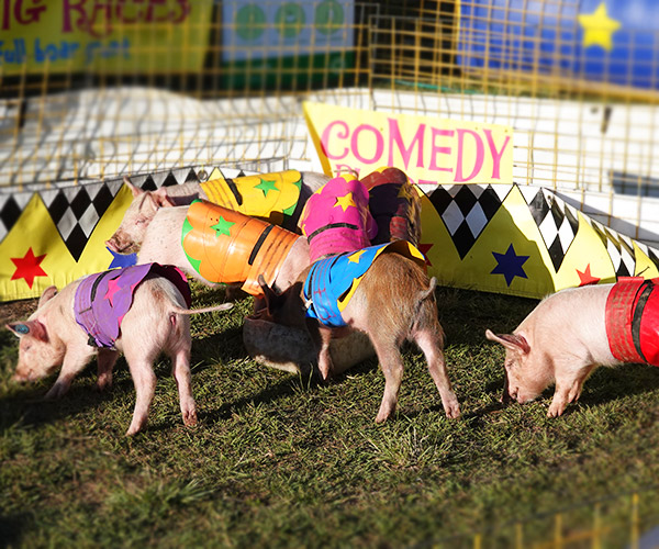 Pig Races at the Esk Show