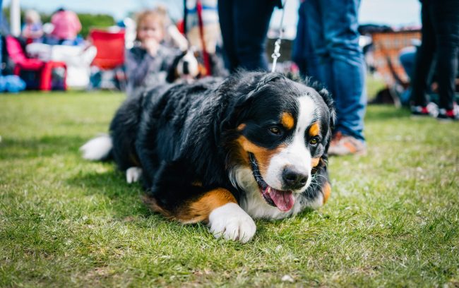 Dog Show